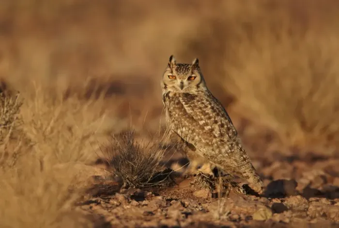 Framed Print : Pharaoh Eagle-owl (Bubo ascalaphus) adult, standing on ground in desert, near Erg Chebbi, Morocco, february Framed Print : Pharaoh Eagle-owl (Bubo ascalaphus) adult, standing on ground in desert, near Erg Chebbi, Morocco, february