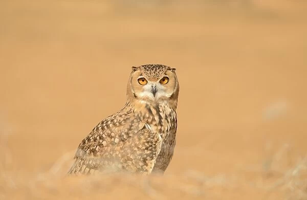 Pharaoh Eagle-owl (Bubo ascalaphus) adult, standing on sand, Dubai Desert Conservation Reserve, Al Maha, Dubai