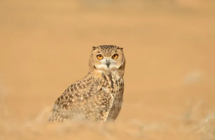 Framed Print : Pharaoh Eagle-owl (Bubo ascalaphus) adult, standing on sand, Dubai Desert Conservation Reserve, Al Maha, Dubai Framed Print : Pharaoh Eagle-owl (Bubo ascalaphus) adult, standing on sand, Dubai Desert Conservation Reserve, Al Maha, Dubai
