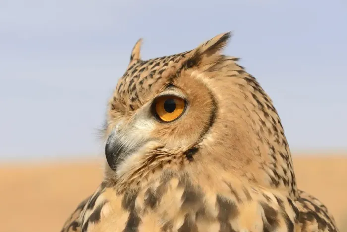 Framed Print : Pharaoh Eagle-owl (Bubo ascalaphus) adult, close-up of head, Dubai Desert Conservation Reserve, Al Maha, Dubai