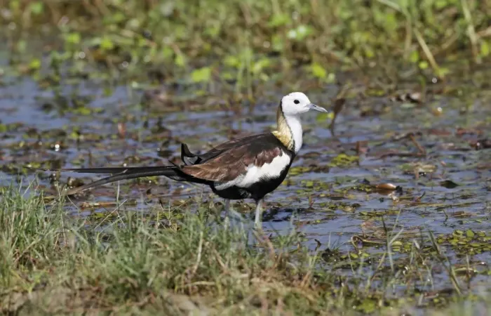 Framed Print : Pheasant-tailed Jacana (Hydrophasianus chirurgus) adult, breeding plumage, standing in shallow water, Bundala N. P Framed Print : Pheasant-tailed Jacana (Hydrophasianus chirurgus) adult, breeding plumage, standing in shallow water, Bundala N. P