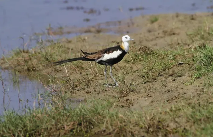 Framed Print : Pheasant-tailed Jacana (Hydrophasianus chirurgus) adult, breeding plumage, standing on mud at edge of water Framed Print : Pheasant-tailed Jacana (Hydrophasianus chirurgus) adult, breeding plumage, standing on mud at edge of water