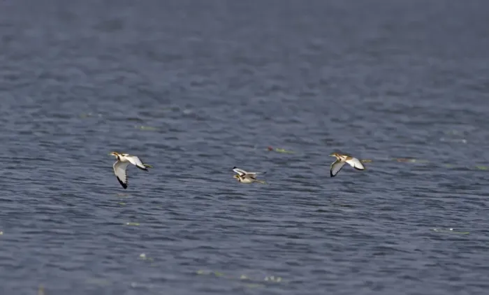 Framed Print : Pheasant-tailed Jacana (Hydrophasianus chirurgus) three adults, non-breeding plumage, in flight over lake, India Framed Print : Pheasant-tailed Jacana (Hydrophasianus chirurgus) three adults, non-breeding plumage, in flight over lake, India