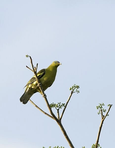 Philippine Green-pigeon (Treron axillaris) adult, perched on branch, Subic, Luzon Island, Philippines