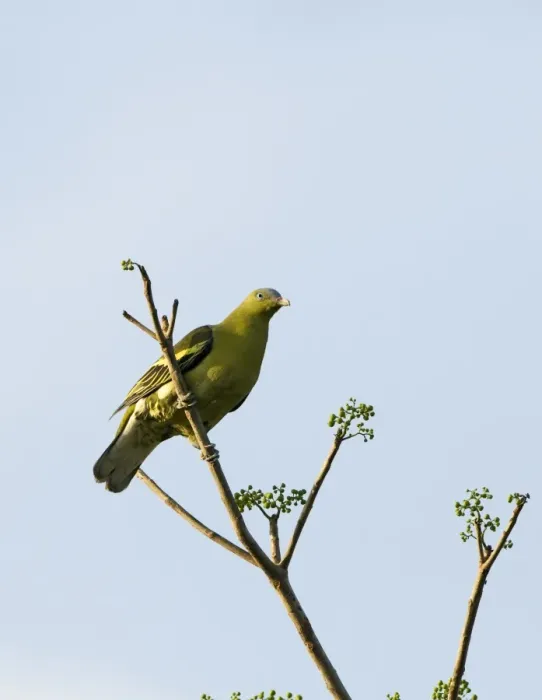 Framed Print : Philippine Green-pigeon (Treron axillaris) adult, perched on branch, Subic, Luzon Island, Philippines Framed Print : Philippine Green-pigeon (Treron axillaris) adult, perched on branch, Subic, Luzon Island, Philippines