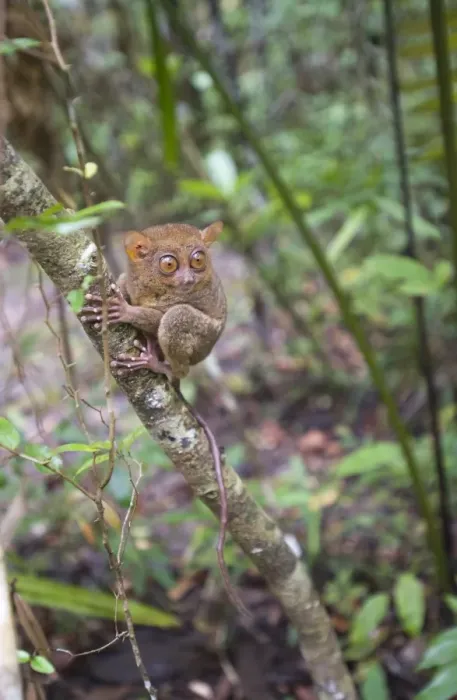 Framed Print : Philippine Tarsier (Tarsius syrichta) adult, clinging to tree trunk in forest, Bohol Island, Philippines Framed Print : Philippine Tarsier (Tarsius syrichta) adult, clinging to tree trunk in forest, Bohol Island, Philippines
