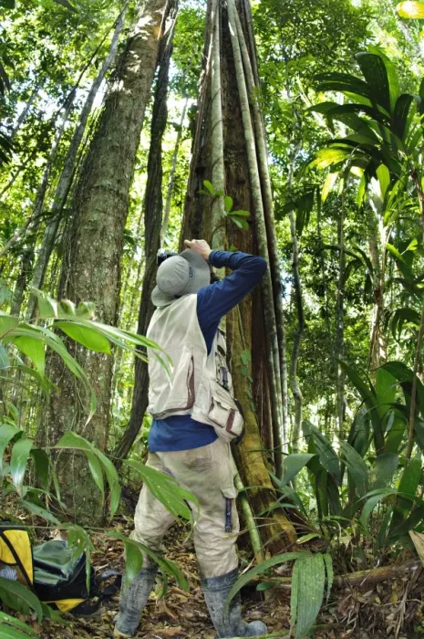 Framed Print : Photographer photographing Strangler Fig (Ficus sp. ) in forest, Madre de Dios, Amazonia, Peru Framed Print : Photographer photographing Strangler Fig (Ficus sp. ) in forest, Madre de Dios, Amazonia, Peru