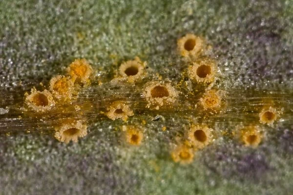 Photomicrograph of the aecia of groundsel rust, Puccinia lagenophorae, on the leaf surface of the weed groundsel