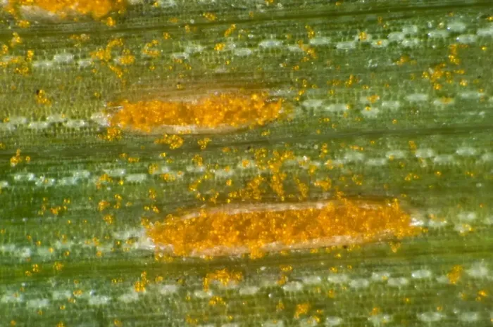 Framed Print : A photomicrograph of oat crown rust, Puccinia coronata, pustules on an oats leaf Framed Print : A photomicrograph of oat crown rust, Puccinia coronata, pustules on an oats leaf