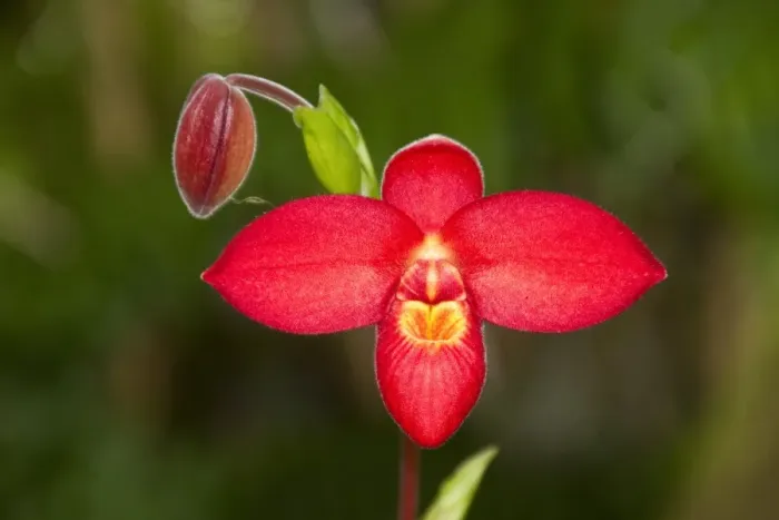 Framed Print : Phragmipedium Jason Fischer, hybrid orchid Framed Print : Phragmipedium Jason Fischer, hybrid orchid