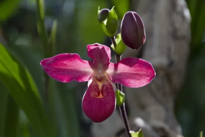Framed Print : Phragmipedium La Vingtaine, hybrid orchid Framed Print : Phragmipedium La Vingtaine, hybrid orchid