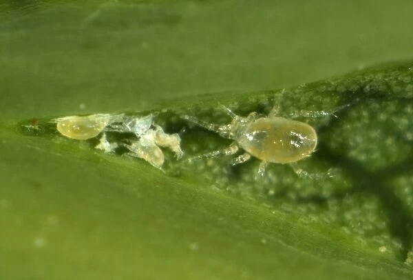 Phytoseiid mite (Phytoseiidae) with prey mites on the underside of a sycamore leaf