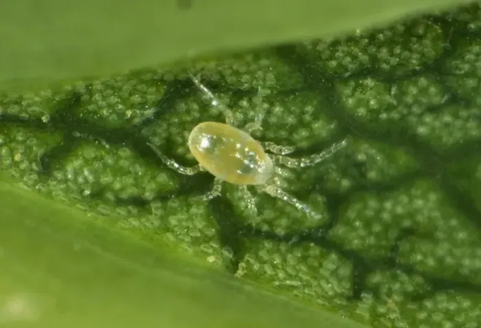Framed Print : Phytoseiid mite (Phytoseiidae) on the underside of a sycamore leaf