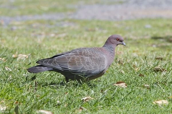 Picazuro Pigeon (Patagioenas picazuro) adult, walking on grass, Argentina, February