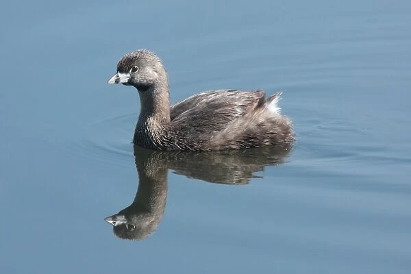 Pied-billed Grebe (Podilymbus podiceps antarcticus) adult, swimming, Vicente Lopez, Buenos Aires Province, Argentina, october