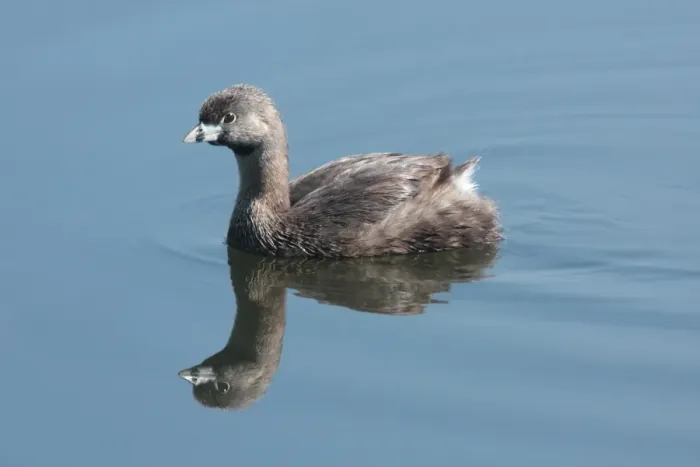 Framed Print : Pied-billed Grebe (Podilymbus podiceps antarcticus) adult, swimming, Vicente Lopez, Buenos Aires Province, Argentina, october
