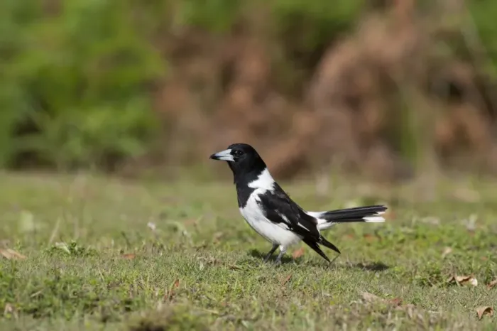 Framed Print : Pied Butcherbird (Cracticus nigrogularis) adult, standing on short grass, Queensland, Australia Framed Print : Pied Butcherbird (Cracticus nigrogularis) adult, standing on short grass, Queensland, Australia
