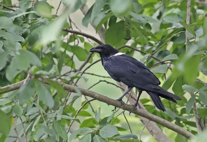 Framed Print : Pied Crow (Corvus albus) adult, perched on branch, Ankasa Reserve, Ghana, February Framed Print : Pied Crow (Corvus albus) adult, perched on branch, Ankasa Reserve, Ghana, February