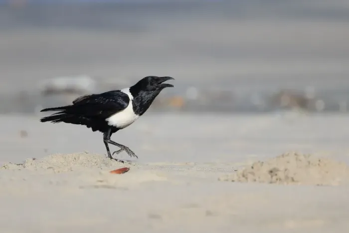 Framed Print : Pied Crow (Corvus albus) adult, calling, standing on beach, Gambia, January