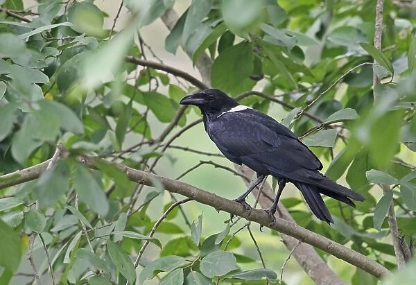 Pied Crow (Corvus albus) adult, perched on branch, Ankasa Reserve, Ghana, February