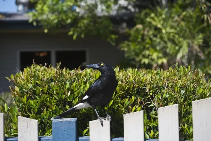 Framed Print : Pied Currawong (Strepera graculina) adult, perched on wooden fence, Queensland, Australia Framed Print : Pied Currawong (Strepera graculina) adult, perched on wooden fence, Queensland, Australia