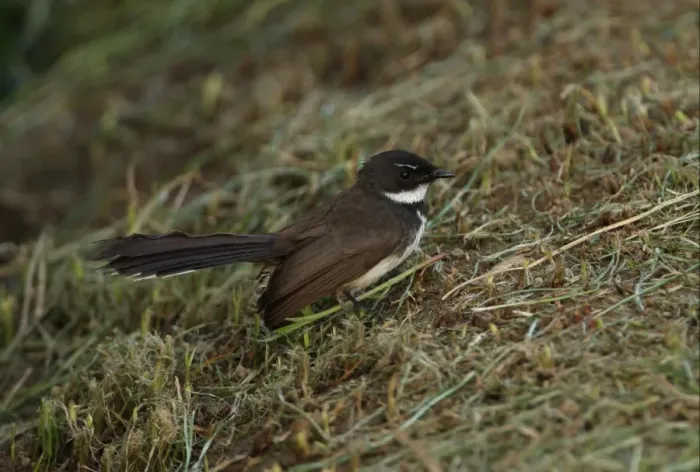 Framed Print : Pied Fantail (Rhipidura javanica longicauda) adult, standing on grassy bank, Thailand, february