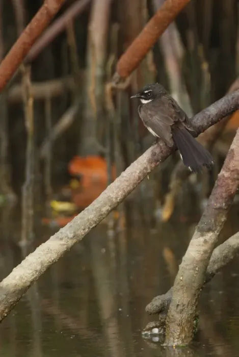 Framed Print : Pied Fantail (Rhipidura javanica longicauda) adult, perched on mangrove root over water, Thailand, february Framed Print : Pied Fantail (Rhipidura javanica longicauda) adult, perched on mangrove root over water, Thailand, february