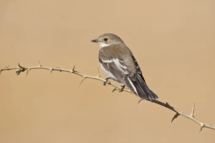 Framed Print : Pied Flycatcher (Ficedula hypoleuca) adult female, autumn migrant, perched on twig, Northern Spain, september Framed Print : Pied Flycatcher (Ficedula hypoleuca) adult female, autumn migrant, perched on twig, Northern Spain, september