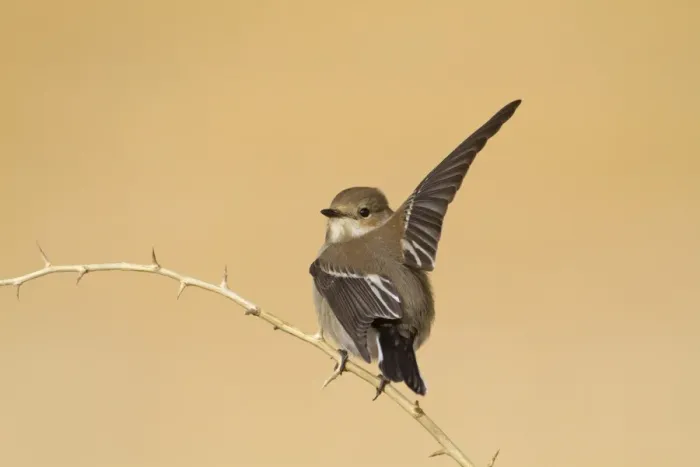 Framed Print : Pied Flycatcher (Ficedula hypoleuca) adult female, autumn migrant, with raised wing, perched on twig, Northern Spain, september Framed Print : Pied Flycatcher (Ficedula hypoleuca) adult female, autumn migrant, with raised wing, perched on twig, Northern Spain, september