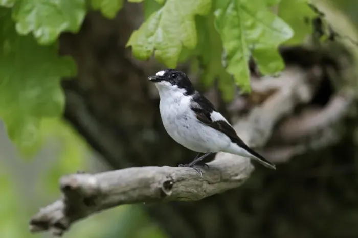 Framed Print : Pied Flycatcher (Ficedula hypoleuca) adult male, perched on branch in oak woodland, Wales, may Framed Print : Pied Flycatcher (Ficedula hypoleuca) adult male, perched on branch in oak woodland, Wales, may