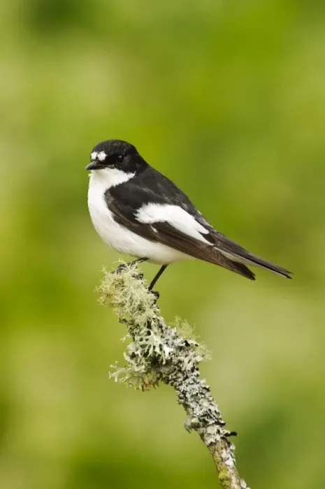 Framed Print : Pied Flycatcher (Ficedula hypoleuca) adult male, perched on lichen covered twig, Gilfach Farm Nature Reserve Framed Print : Pied Flycatcher (Ficedula hypoleuca) adult male, perched on lichen covered twig, Gilfach Farm Nature Reserve