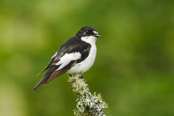 Framed Print : Pied Flycatcher (Ficedula hypoleuca) adult male, perched on lichen covered twig during rain shower