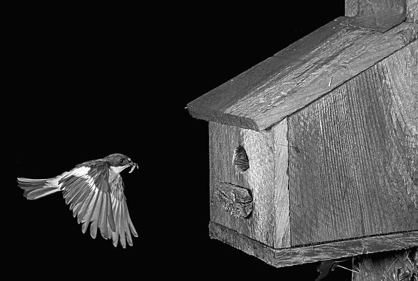 Pied Flycatcher flying to nesting box - Llysdinum, Wales. Taken by Eric Hosking in June 1954