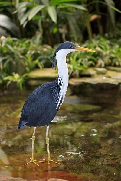 Pied Heron (Ardea picata) adult, standing in shallow water (captive)
