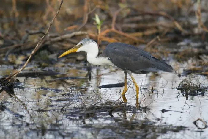 Framed Print : Pied Heron (Ardea picata) immature, wading amongst vegetation in billabong, Western Australia, Australia