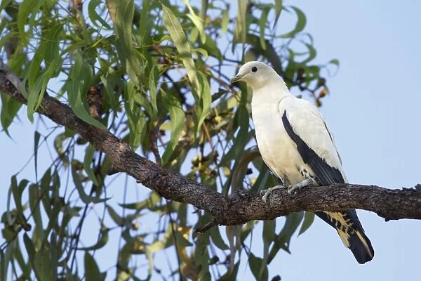 Pied Imperial-pigeon (Ducula bicolor) adult, perched on eucalyptus tree branch, Northern Territory, Australia