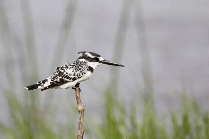 Framed Print : Pied Kingfisher (Ceryle rudis) adult, perched on stick, Okavango Delta, Botswana Framed Print : Pied Kingfisher (Ceryle rudis) adult, perched on stick, Okavango Delta, Botswana