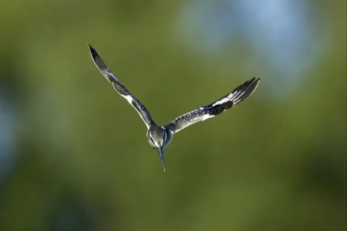 Framed Print : Pied Kingfisher (Ceryle rudis) adult, in hovering flight, about to dive, Okavango Delta, Botswana Framed Print : Pied Kingfisher (Ceryle rudis) adult, in hovering flight, about to dive, Okavango Delta, Botswana