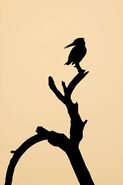 Pied Kingfisher (Ceryle rudis) adult, perched on branch, silhouetted at sunset, Keoladeo Ghana N. P