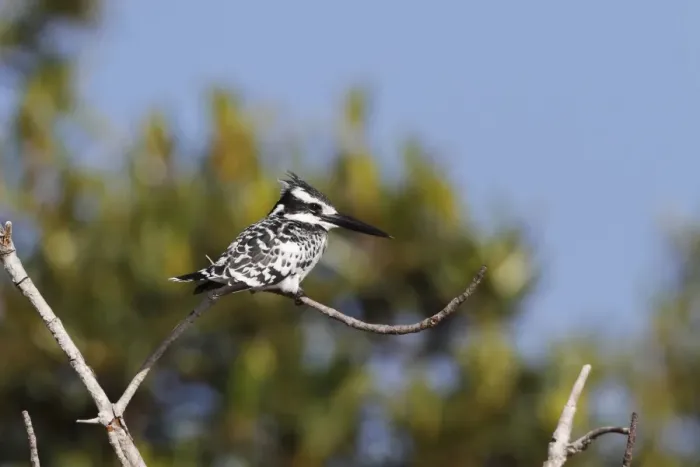 Framed Print : Pied Kingfisher (Ceryle rudis) adult, perched on twig, Gambia, january Framed Print : Pied Kingfisher (Ceryle rudis) adult, perched on twig, Gambia, january