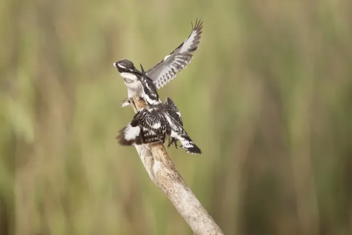 Framed Print : Pied Kingfisher (Ceryle rudis) two adult females, fighting on branch, Gambia, February