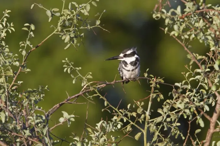 Framed Print : Pied Kingfisher, Okavango Delta, Botswana Framed Print : Pied Kingfisher, Okavango Delta, Botswana