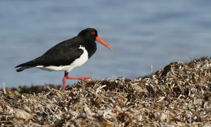 Framed Print : Pied Oystercatcher (Haematopus longirostris) adult, foraging amongst stranded seaweed on seashore, Western Australia
