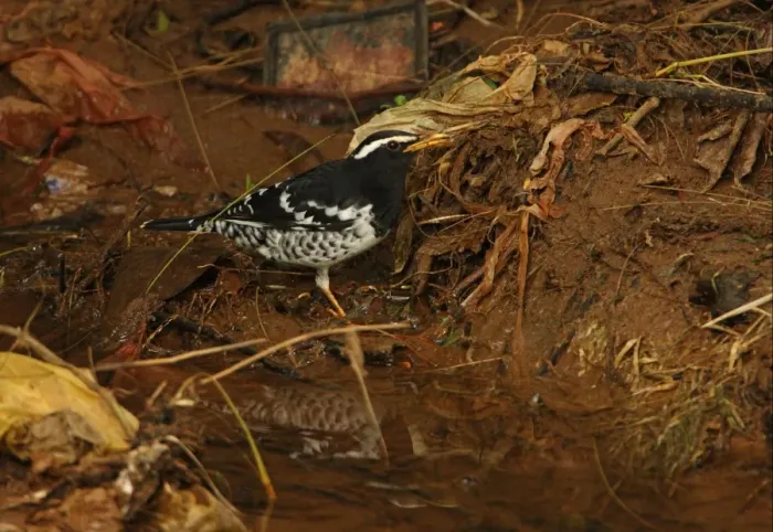 Framed Print : Pied Thrush (Zoothera wardii) adult male, feeding amongst rubbish in stream, Victoria Park, Nuwara Eliya, Sri Lanka Framed Print : Pied Thrush (Zoothera wardii) adult male, feeding amongst rubbish in stream, Victoria Park, Nuwara Eliya, Sri Lanka