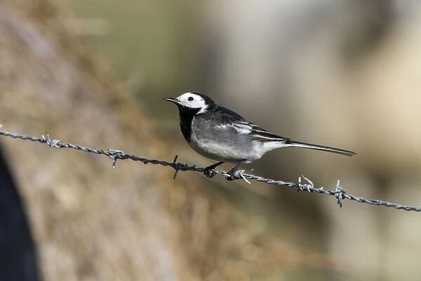 Pied Wagtail on barbed wire fence