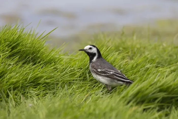 Framed Print : Pied Wagtail female in grass, Norfolk