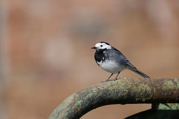 Pied Wagtail (Motacilla alba yarrellii) adult male, perched on gate, Wiltshire, England, March