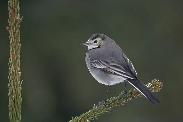 Pied Wagtail (Motacilla alba yarrellii) adult female, perched on Norway Spruce (Picea abies) planted Christmas tree in snowfall, Bentley, Suffolk, England, january