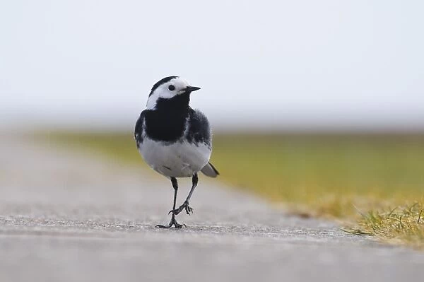 Pied Wagtail (Motacilla alba yarrellii) adult male, walking along concrete path, Chanonry Point, Chanonry Ness