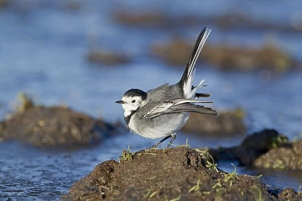 Pied Wagtail (Motacilla alba yarrellii) adult female, in submissive posture towards male, Suffolk, England, December